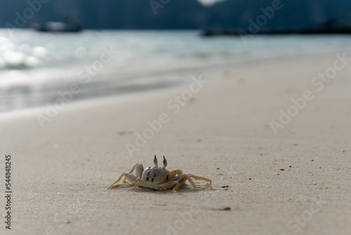 White crab with two antennae on the white sand of the beach.