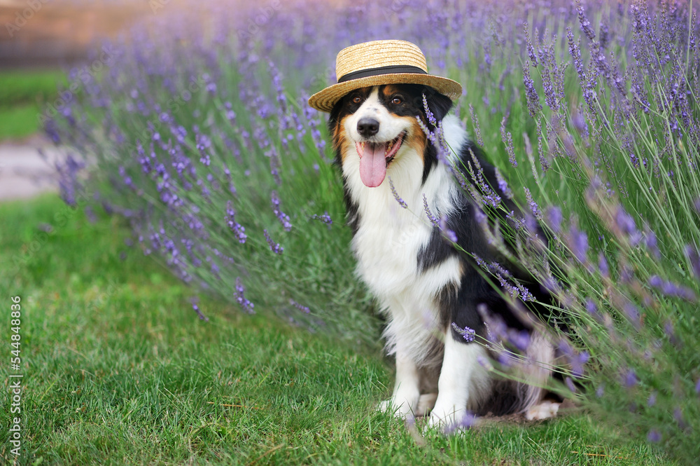 Full length picture of a sitting aussie at the summer garden Full length picture of a sitting aussie at the summer garden