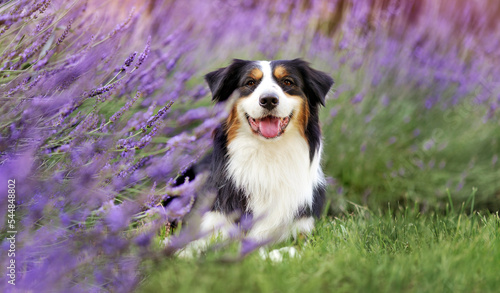 Aussie dog laying at the lawn of lavender garden