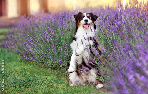 Tablou canvas Australian shepherd sitting on hind legs at the lavender garden