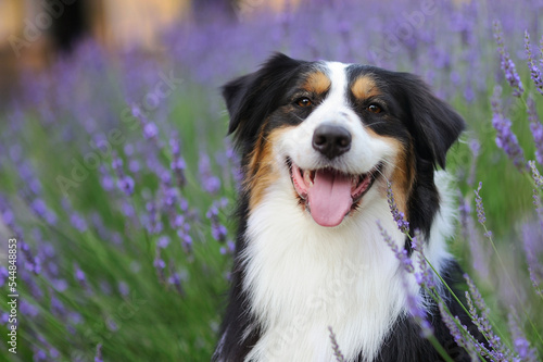 Happy aussie dog against blooming lavender bush