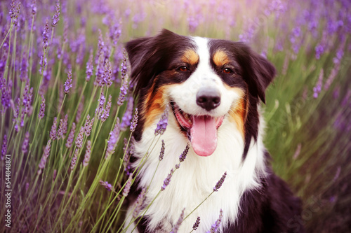 Head portrait of australian shepherd against lavender flowers
