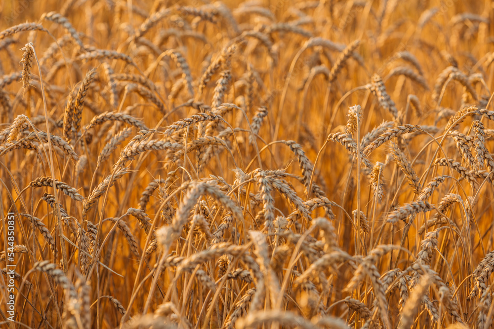 Close up of ripe wheat ears. Beautiful backdrop of ripening ears of golden field.