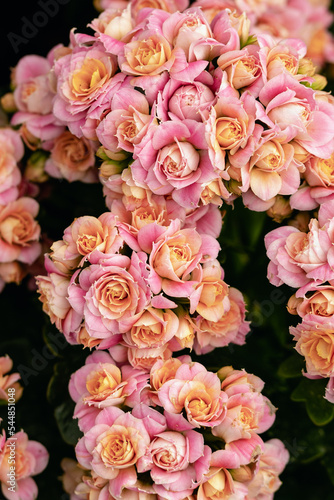 Small pink roses in bloom close up caption