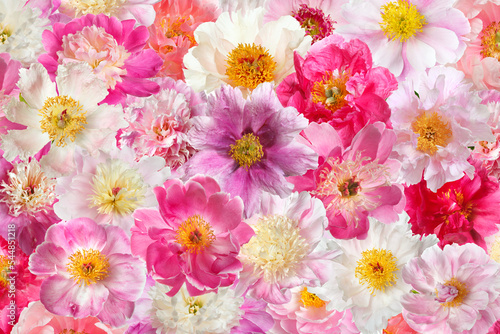 Floral wallpaper pink peonies in different shades.