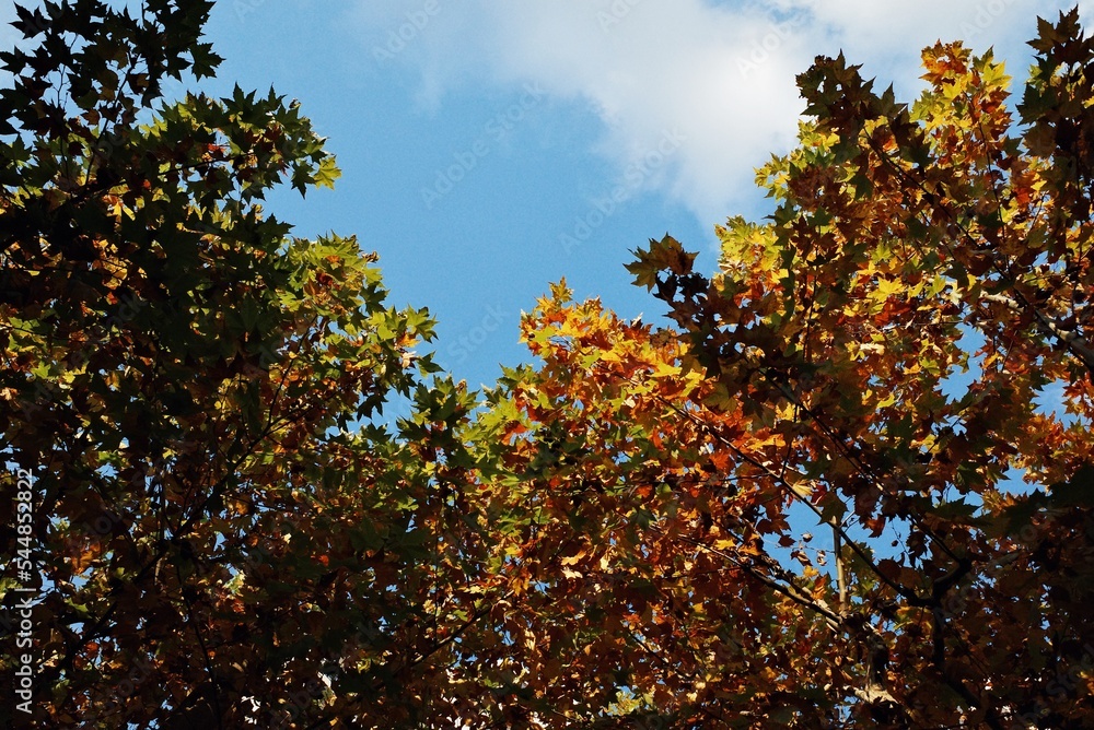 autumn fall trees maple sky landscape colorful autumn fall trees maple sky landscape colorful
