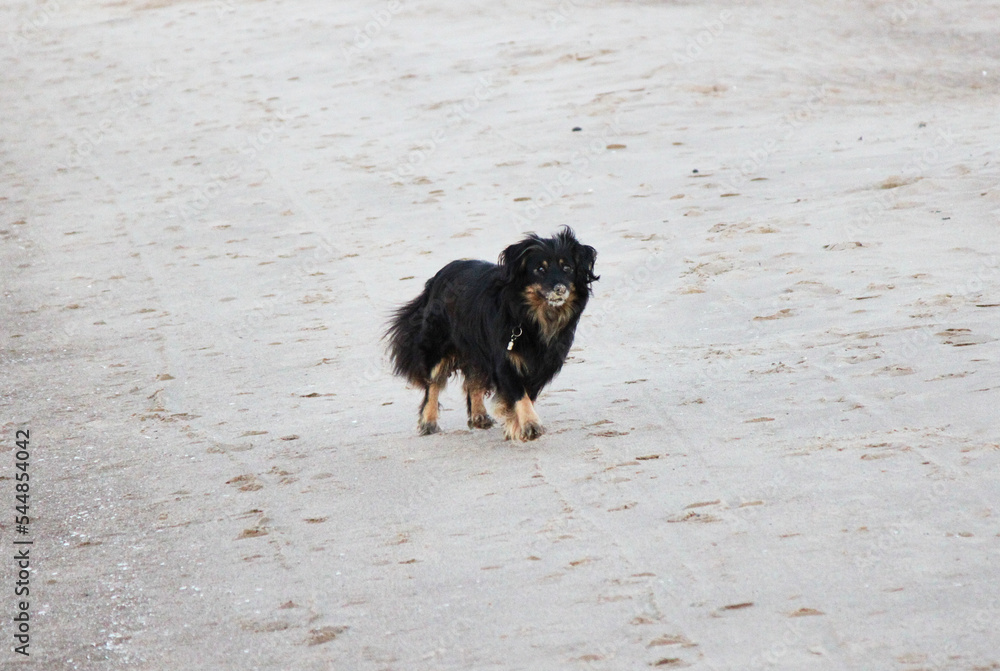 Black fluffy dog walking on the beach. Selective focus
