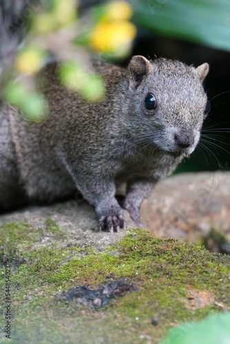 squirrel in a forest © Matthewadobe