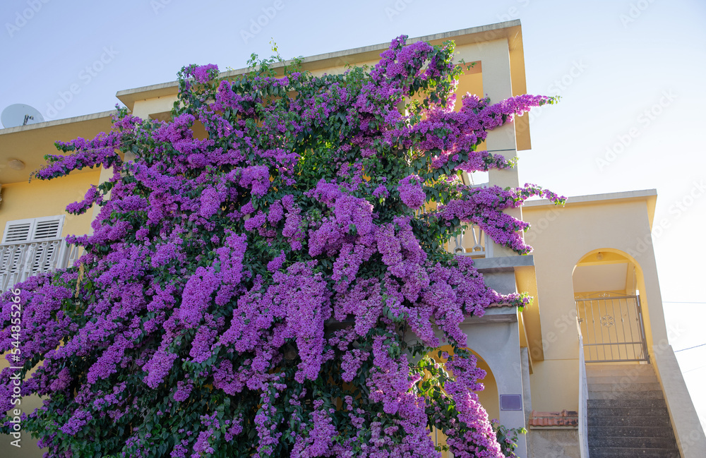 Bright purple bougainville. Beautiful flowering plant on the facade of the house. Blooming lush bush on the south coast