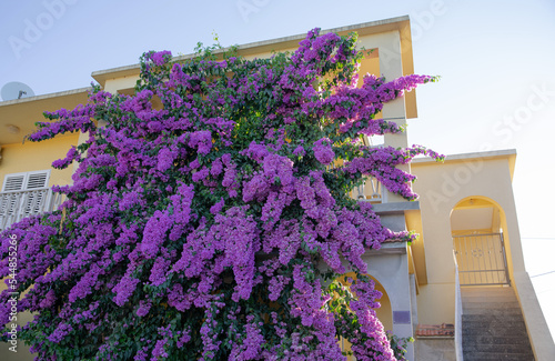Obraz na płótnie Bright purple bougainville. Beautiful flowering plant on the facade of the house. Blooming lush bush on the south coast w salonie