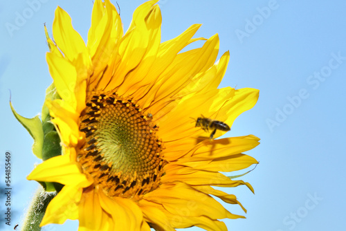 Sunflower with a honey bee with a blue sky on background. Selective focus