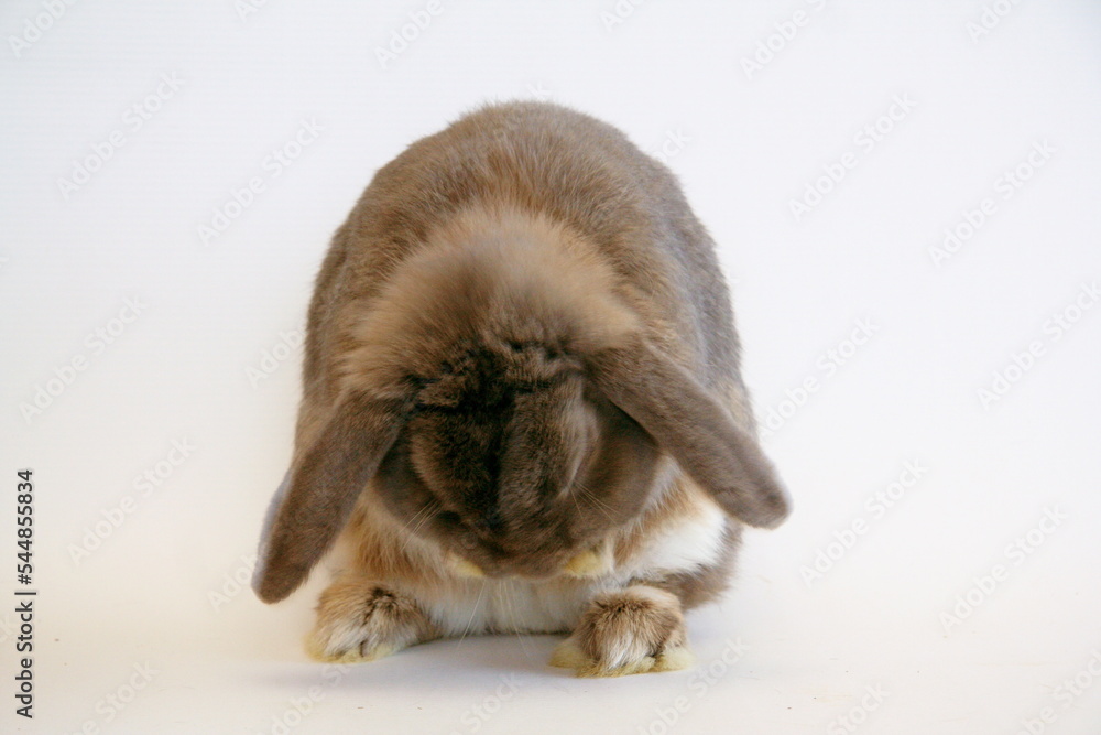 House rabbits of different colors on a white background House rabbits of different colors on a white background