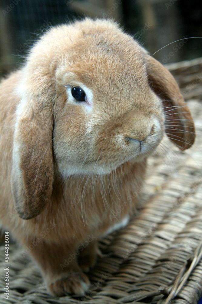 House rabbits of different colors on a white background House rabbits of different colors on a white background