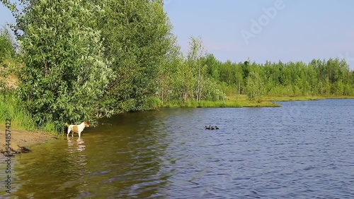 Cheerful Jack Russell Terrier dog swims on the lake on a summer day and plays with wild ducklings.