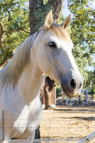 Portrait of a white horse on a farm © Anastasiia