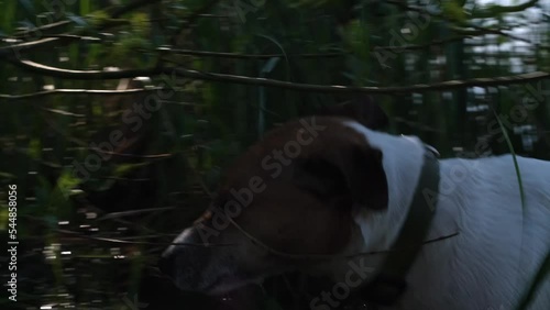 Cheerful Jack Russell Terrier dog swims on the lake on a summer day and plays with wild ducklings.