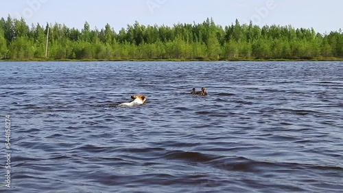 Cheerful Jack Russell Terrier dog swims on the lake on a summer day and plays with wild ducklings.