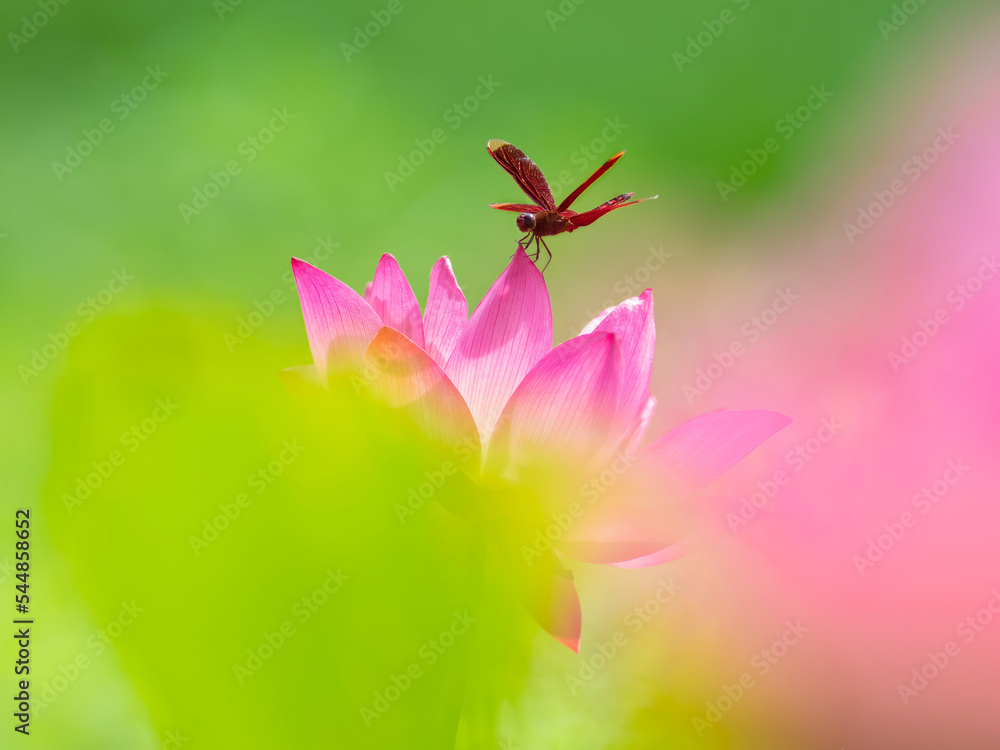 beautiful white lotus in the lake and lotus pure white lotus Pink lotus banners, oriental floral background with pink lotus flowers beautiful white lotus in the lake and lotus pure white lotus Pink lotus banners, oriental floral background with pink lotus flowers
