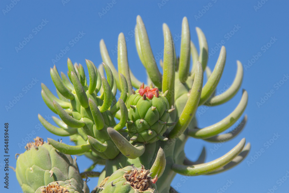 Obraz premium red cactus flower