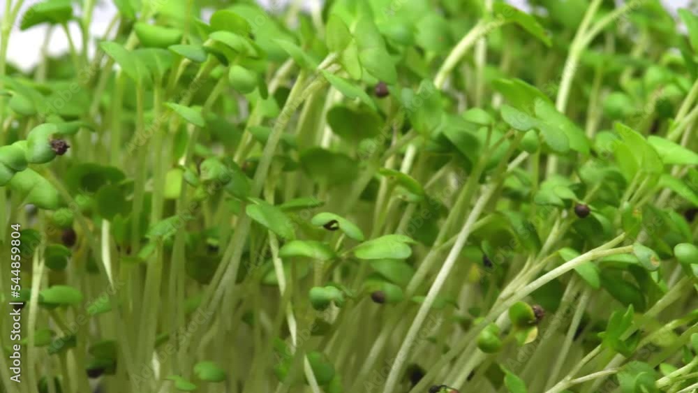 Mustard sprouts, microgreens on a turn table Mustard sprouts, microgreens on a turn table