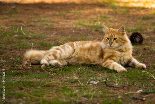 Fototapeta Cute yellow chubby cat lying on the grass, beautiful cute cat