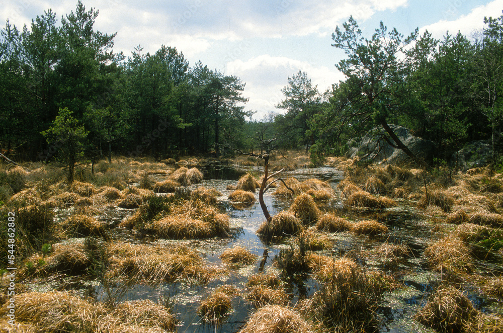Tourbière, mare, Forêt de Fontainebleau, Région Ile De France, Seine Et Marne, 77, France Tourbière, mare, Forêt de Fontainebleau, Région Ile De France, Seine Et Marne, 77, France