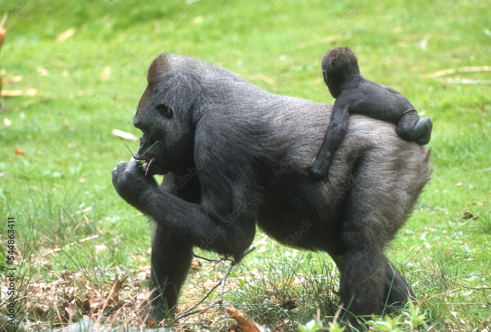 Obraz premium Gorille des plaines, Gorilla gorilla gorilla