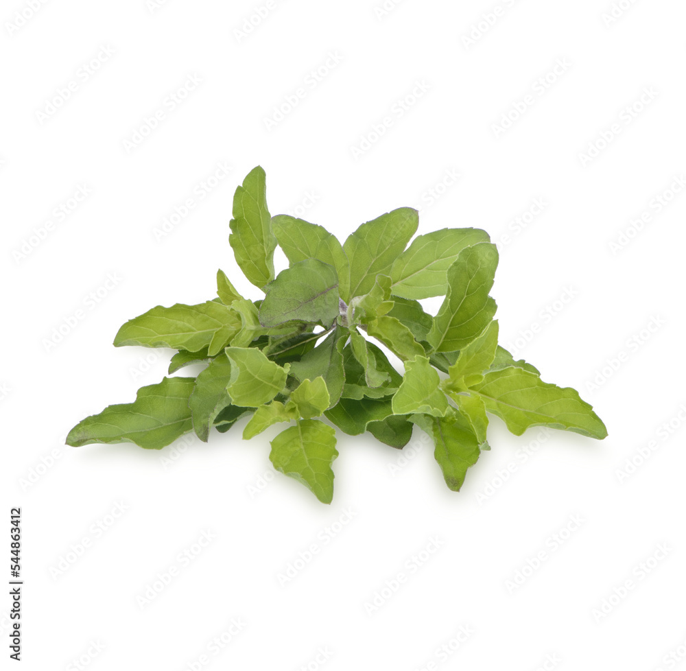 Fresh basil leaves isolated on transparent background. (.PNG) Fresh basil leaves isolated on transparent background. (.PNG)