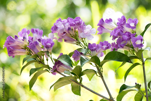 Mansoa alliacea flowers on nature background. photo