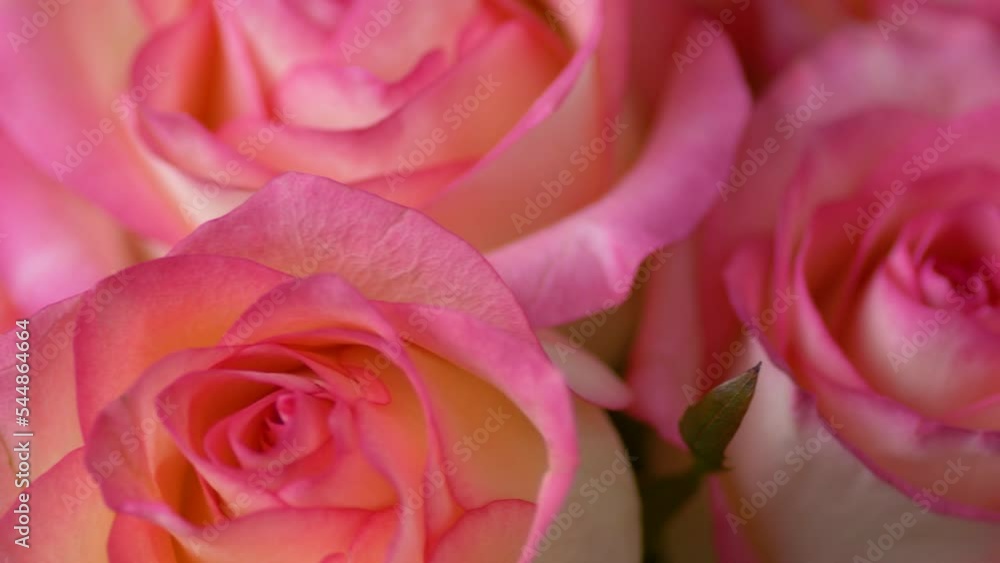 close-up pink fresh roses rotate, selective focus. roses macro. growing flowers, agriculture, roses as a gift to your beloved. bouquet for valentine's day close-up pink fresh roses rotate, selective focus. roses macro. growing flowers, agriculture, roses as a gift to your beloved. bouquet for valentine's day
