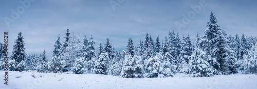 Beautiful background of the winter spruce forest in the evening.