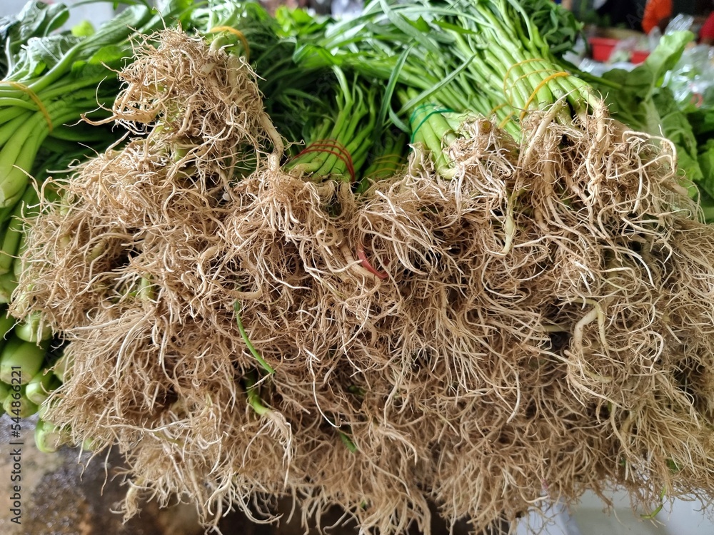 The roots of the morning glory are tied together. The roots of the morning glory are tied together.