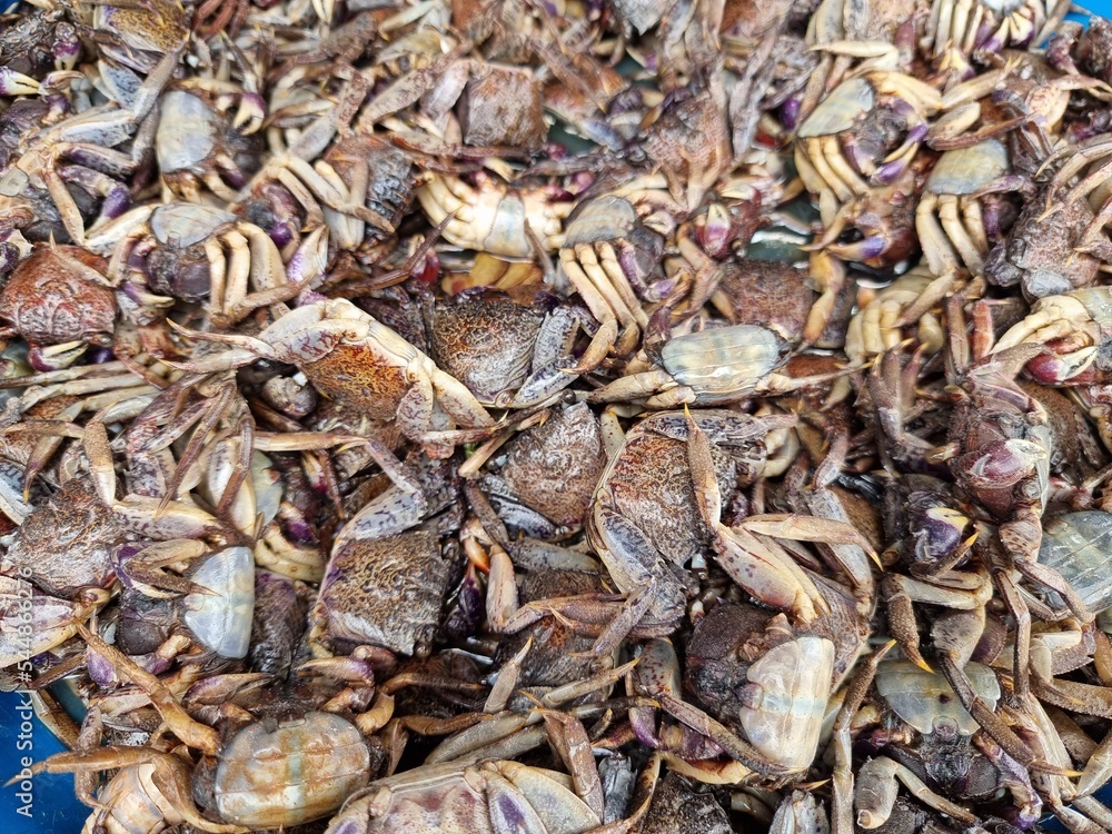 Salted crab tray for making papaya salad Salted crab tray for making papaya salad
