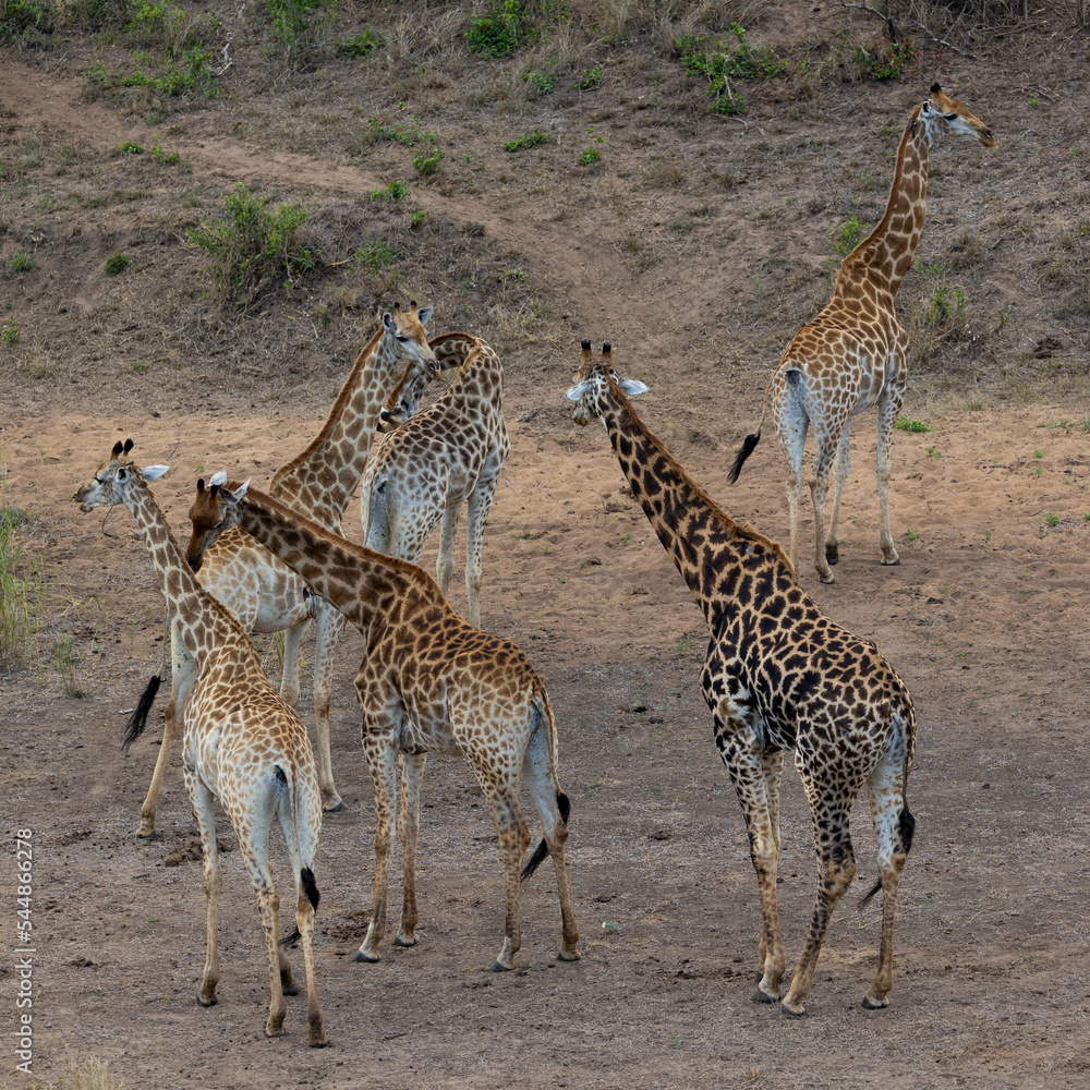 Obraz premium a tower of giraffes in a dry riverbed