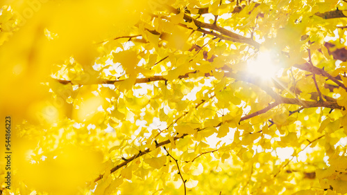 Dramatic view of yellow gingko leaves in autumn or fall, Nature or landscape, Nobody	