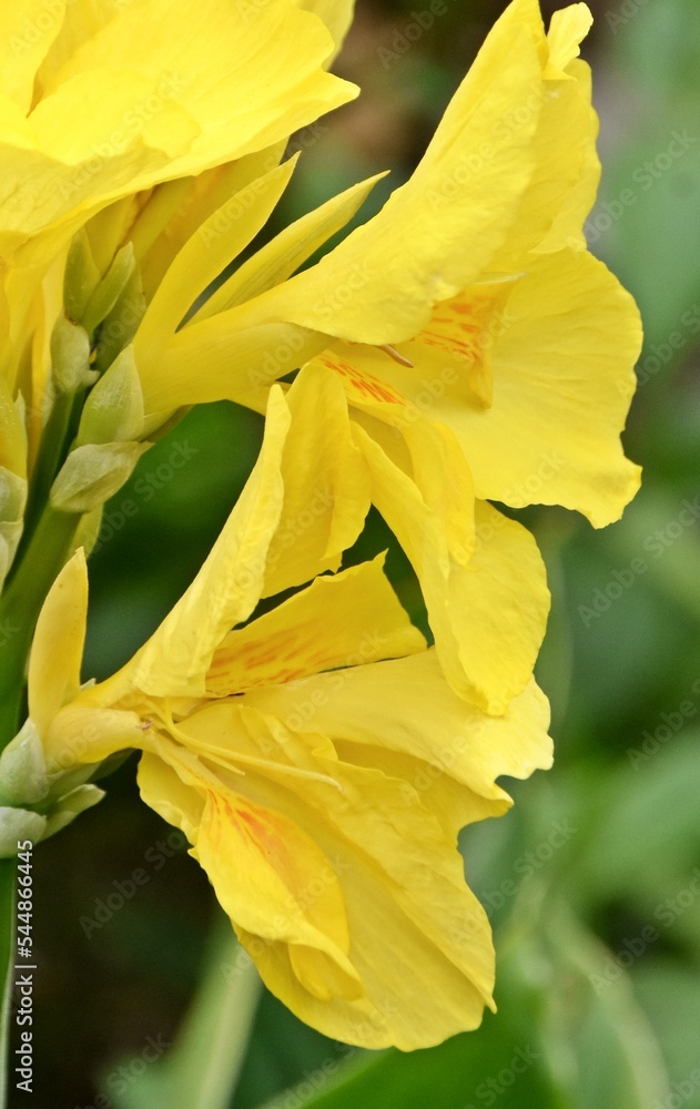 close up of a yellow canna lily blossoms close up of a yellow canna lily blossoms