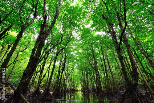 沖縄県西表島　仲間川のマングローブ