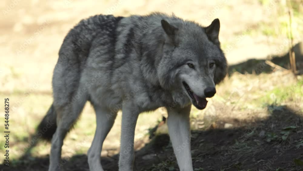 timber wolf walking in shade on edge of forest slomo timber wolf walking in shade on edge of forest slomo