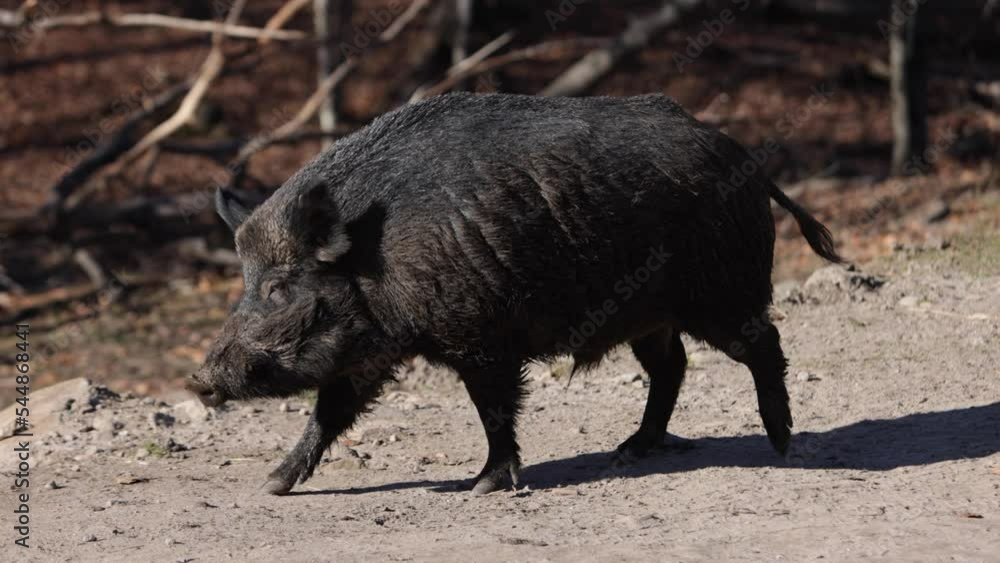 wild boar walking on dirt path with autumn forest background. wild boar walking on dirt path with autumn forest background.