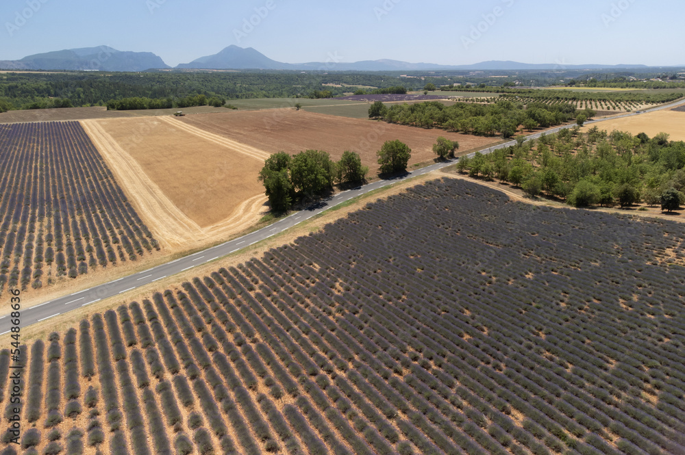 Aerial view on Plateau of Valensole with rows of blossoming purple lavender, wheat grain fiels and green trees, Provence, France Aerial view on Plateau of Valensole with rows of blossoming purple lavender, wheat grain fiels and green trees, Provence, France