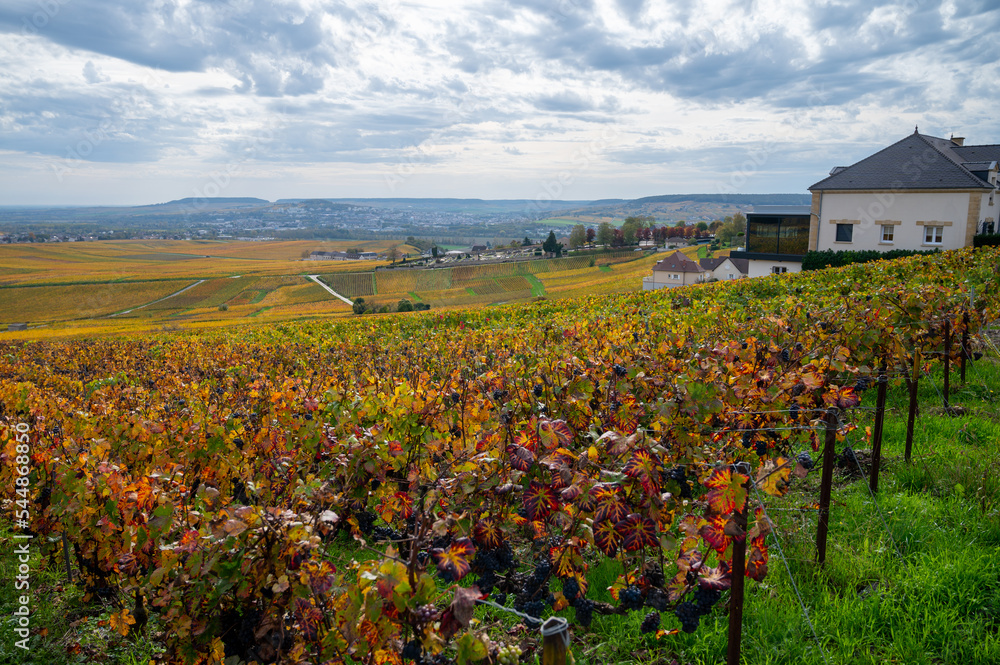 Panoramic autuimn view on champagne vineyards in village Hautvillers near Epernay, Champange, France