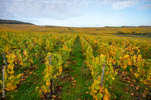 Colorful autumn landscape with yellow grand cru vineyards near Epernay, region Champagne, France. Cultivation of white chardonnay wine grape on chalky soils of Cote des Blancs.