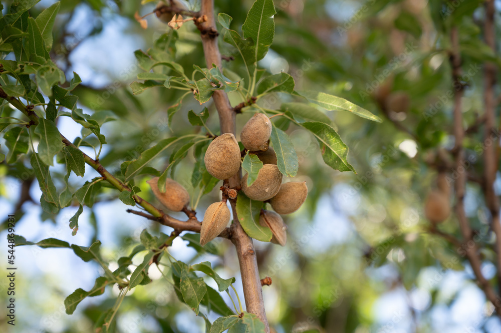 Ripe almonds nuts on almond tree ready to harvest close up Ripe almonds nuts on almond tree ready to harvest close up