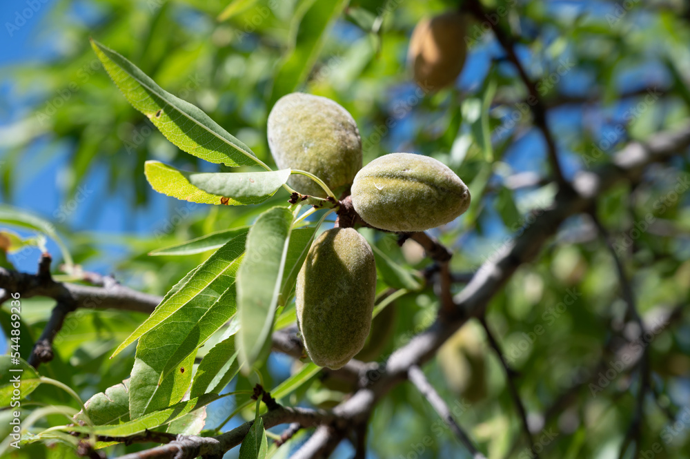Ripe almonds nuts on almond tree ready to harvest close up Ripe almonds nuts on almond tree ready to harvest close up