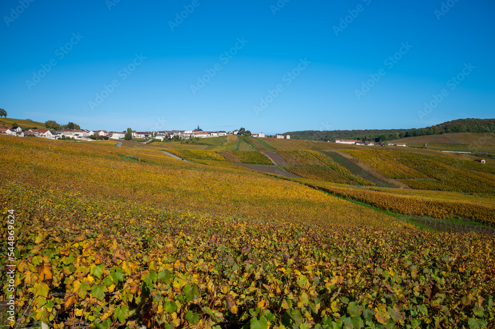 Fototapeta premium Colorful autumn landscape with yellow grand cru vineyards near Epernay, region Champagne, France. Cultivation of white chardonnay wine grape on chalky soils of Cote des Blancs.