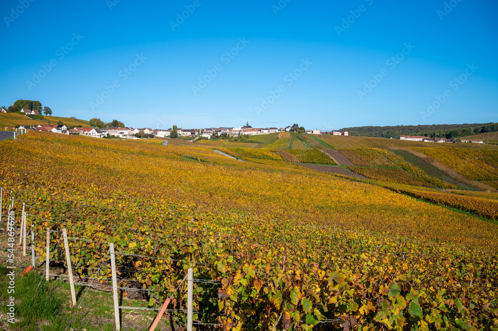 Colorful autumn landscape with yellow grand cru vineyards near Epernay, region Champagne, France. Cultivation of white chardonnay wine grape on chalky soils of Cote des Blancs.