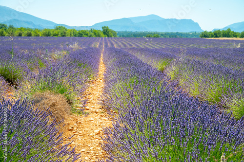 Lavender fields in Plateau de Valensole in Summer. Alpes de Haute Provence, PACA Region, France photo