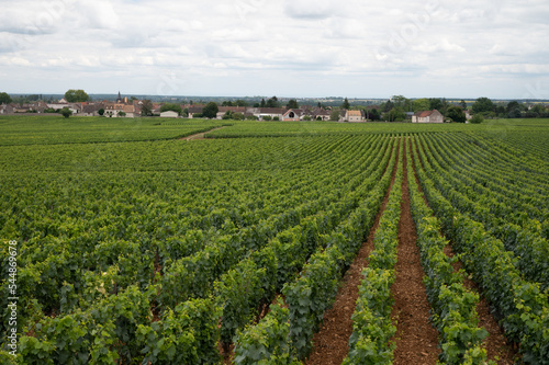 Green vineyards with growing grapes plants, production of high quality famous French white wine in Puligny-Montrachet village, Burgundy, France photo