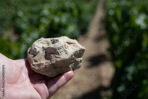 Sample of soil from Chablis Grand Cru appellation vineyards, limestone and marl soils with oyster fossils, Burdundy, France photo