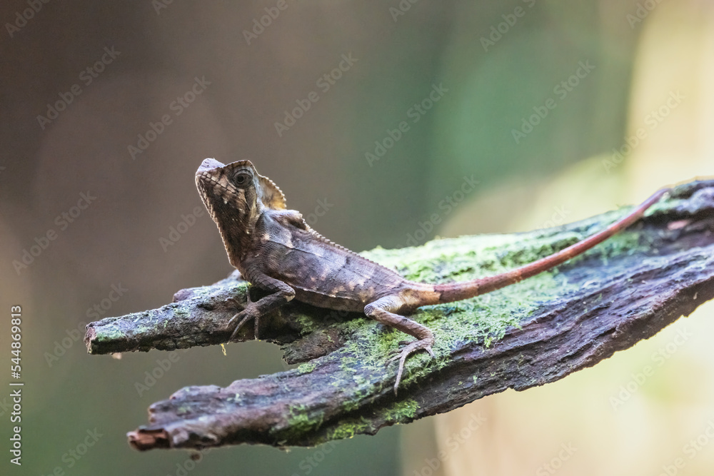 Smooth helmeted iguana sometimes also known as helmeted iguana